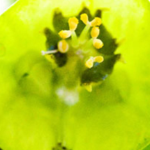 富有魅力的网站攻击器